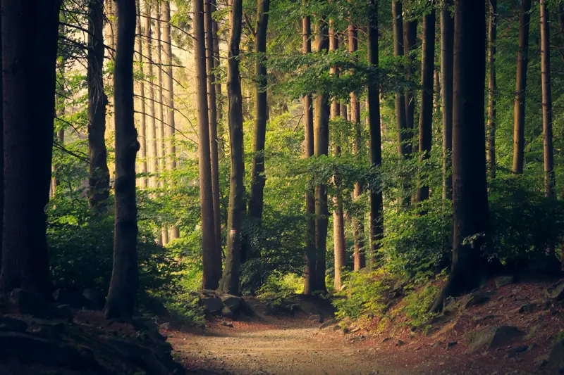 Floresta vista de perto, com luz suave entre as árvores